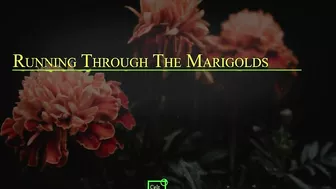 Running Through the Marigolds (Official Music Video).