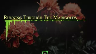 Running Through the Marigolds (Official Music Video).