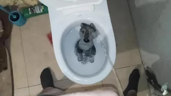 Wolf Peeing#1