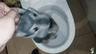 Wolf Peeing#1