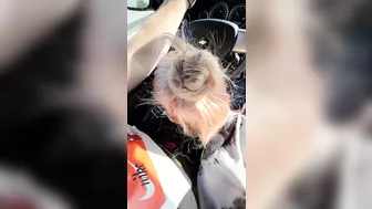 Hot Blonde gives BF the best head bobbin' Roadhead