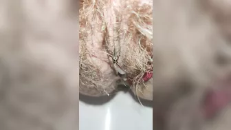 Schoolgirl with small ass but big hairy pussy pissing for you super mega closeup