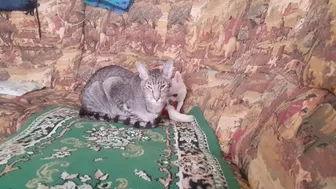 Beautiful cat and little chihuahua