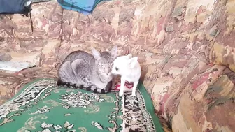 Beautiful cat and little chihuahua