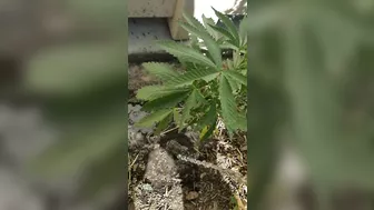 Watering My Weed Plant