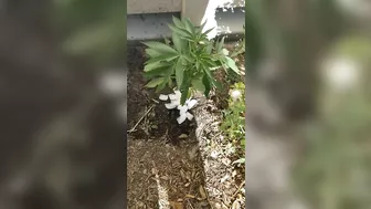 Watering My Weed Plant